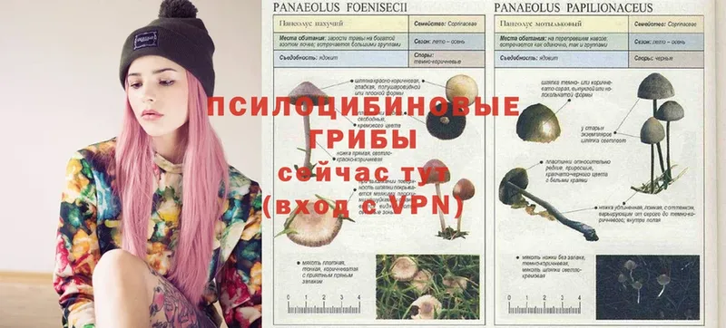 Псилоцибиновые грибы Magic Shrooms  кракен вход  Искитим  где продают наркотики 